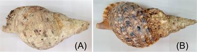 Analysis of genetic diversity in two different shell colors of the giant triton snail (Charonia tritonis) based on mitochondrial COI sequences